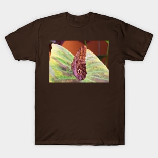 The Magnificent Owl Butterfly T-Shirt